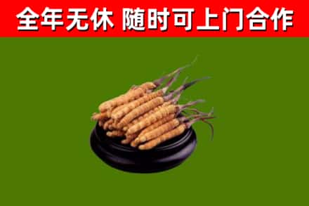 兴城回收散虫草