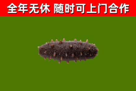 兴城回收海参干